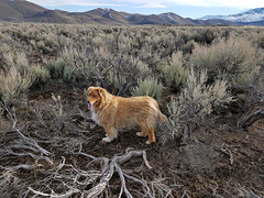 Cole in the sagebrush