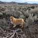 Cole in the sagebrush