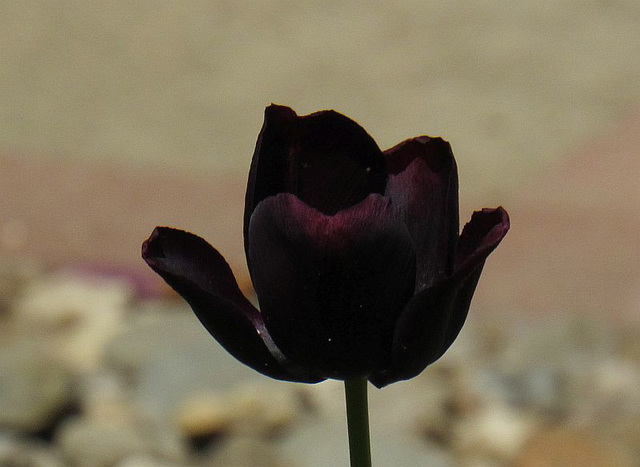 Nigra tulipo