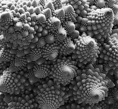 broccoflower fractal IMG 2A 20191025 124739
