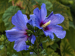 Blue hibiscus blossom