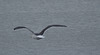 Great black back gull EF7A9923