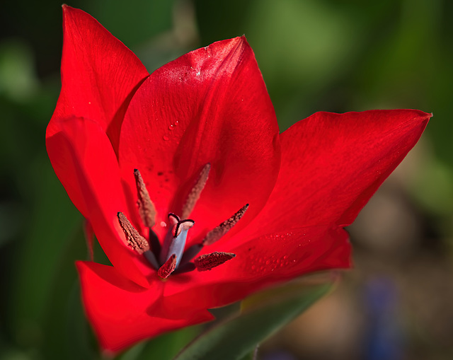 Die Zwergtulpe zeigt sich von ihrer schönsten Seite :))  The dwarf tulip shows itself from its most beautiful side :))  La tulipe naine se montre sous son plus beau jour :))