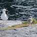 Norway, Lofoten Islands, Seagull and Her Chick