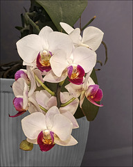 Blooming Orchid