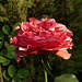 Rosa roja soleada