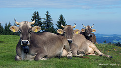 Drei Kühe mit Hörner