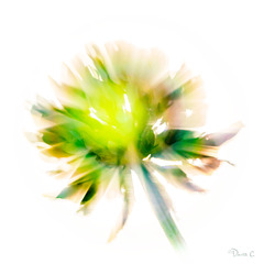 Abstract Clover