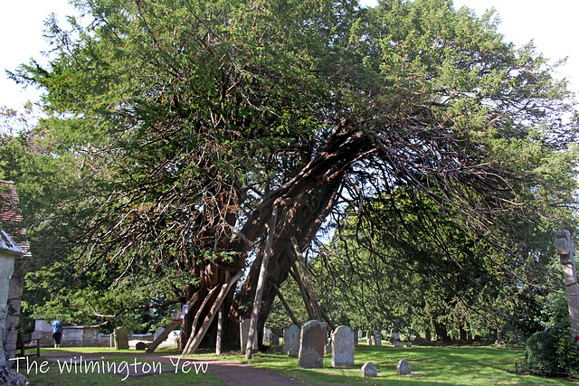 The Wilmington Yew at 1600 years old -  15 9 2018
