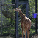 Giraffenjunge Dschibuto (Wilhelma)