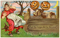 Halloween Mischief—What the Boys Did to the Cow