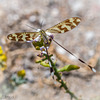 Nicht identifizierter Schmetterling - Salinas del Cabo de Gata