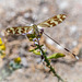 Nicht identifizierter Schmetterling - Salinas del Cabo de Gata