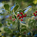 Variegated Holly & Red Berries