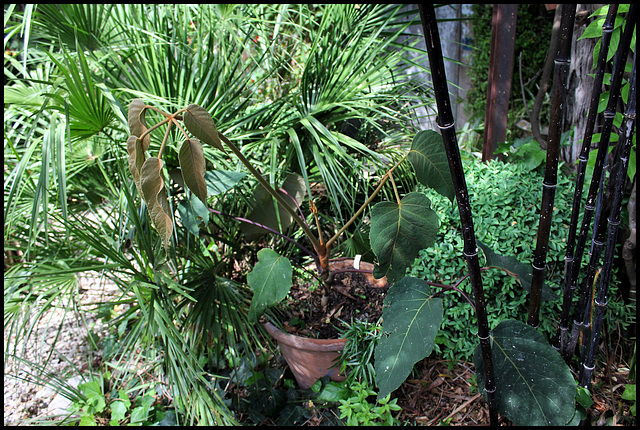 Schefflera macrophylla (2)