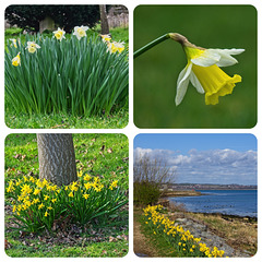 Daffodil Collage