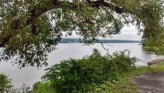 Un feuillage santé au bord du lac Seneca