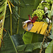 Banana Flower – Jungle Crocodile Safari, Tárcoles, Puntarenas Province, Costa Rica