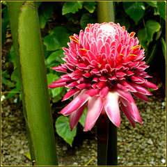 St.Lucia: Soufrière, Diamond Botanical Gardens - tropical flower : Elatior Etlingera = fiore di zenzero