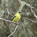 Day 9, American Goldfinch male
