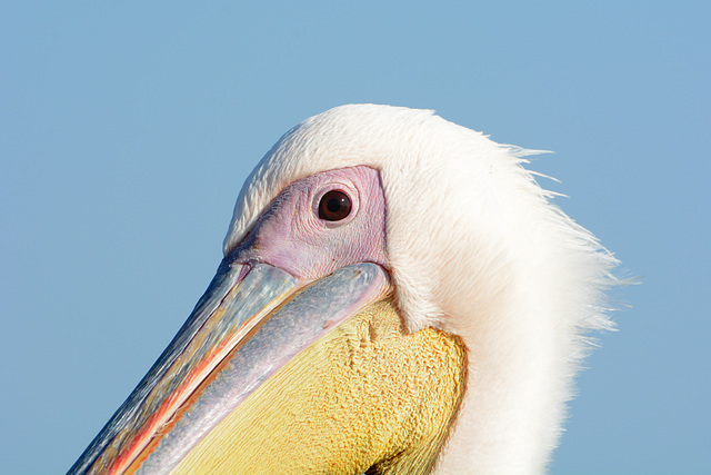 Namibia, Walvis Bay, Pelican's Eye