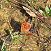 Question mark butterfly - dorsal side