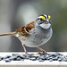 White-throated Sparrow, Tadoussac, Quebec