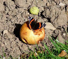Red Admiral on Rotting Apple
