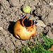 Red Admiral on Rotting Apple