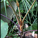 Schefflera macrophylla (3)