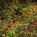 20191213-0654 Ipomoea hederifolia L.