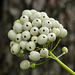 White Baneberry berries