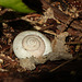 Old snail shell, Pt Pelee