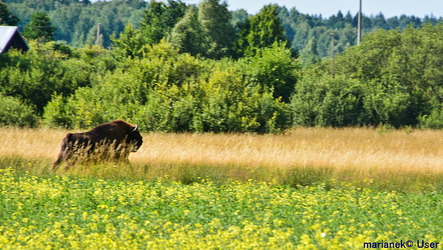European bison,Poland
