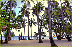 Bayahibe : tante palme da cocco su questa famosa spiaggia e anche alberi di 'uva di mare'