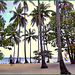 Bayahibe : tante palme da cocco su questa famosa spiaggia e anche alberi di 'uva di mare'