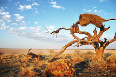 Kalahari tree