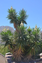 The Island of Tilos, Blooming Palm Tree