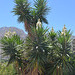 The Island of Tilos, Blooming Palm Tree
