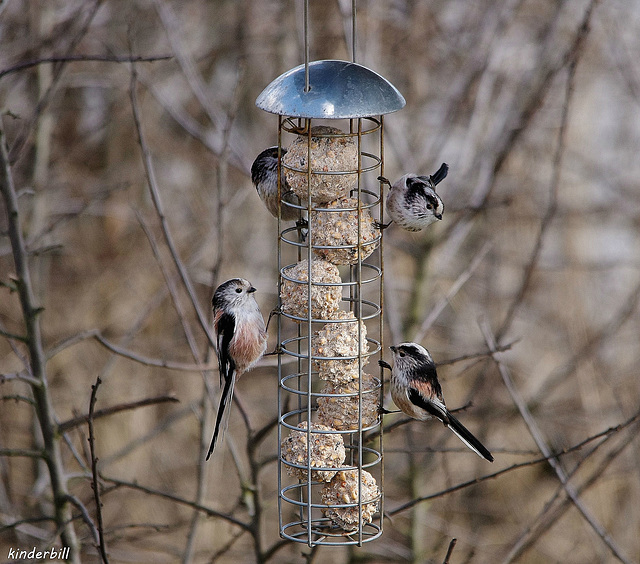 Long Tail Tit   /   March 2018
