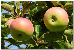 Garten | Äpfel