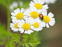 Ladybird on Feverfew Flower (+PiP)