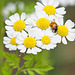 Ladybird on Feverfew Flower (+PiP)