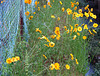 Yellow flowers along the ditch