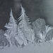 la forêt de glace / the icy forest