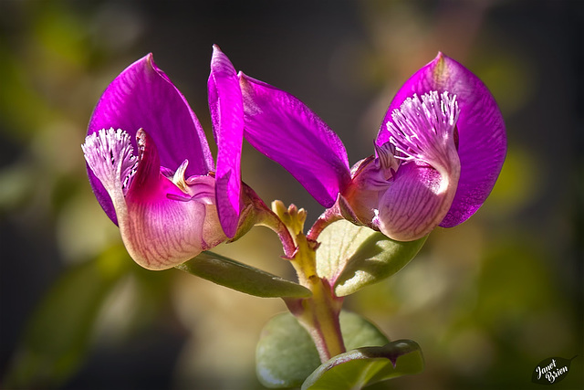 Pictures for Pam, Day 72: Sweet Pea Shrub