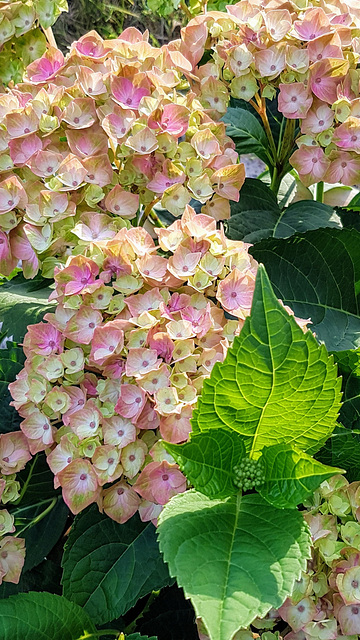 Rose and green shades in the hydrangea