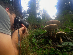 Mushroom colector and photographer