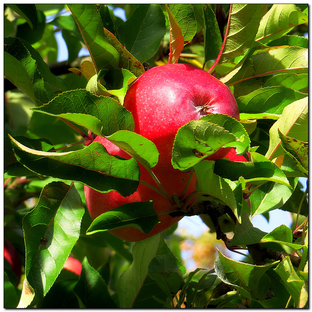 Garten | Apfel