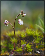 183/366: Tiny Spring Whitlow Grass Buds